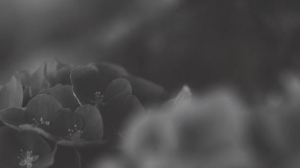 Hydrangea Black and White-Light 16:9, JPG Hydrangea Black and White-Light 16:9, JPG