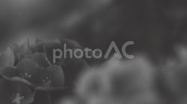紫陽花 [白黒/淡]版 縦横16:9 白黒,モノクロ,グレースケールの写真素材