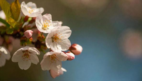 満開の桜の花と青空 満開の桜の花と青空の写真
