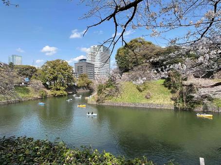晴れた日のお堀と桜 桜,ボート,お堀の写真素材