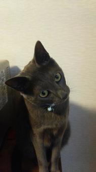 何か用？パート2 ねこ,首傾げる,ロシアンブルーの写真素材