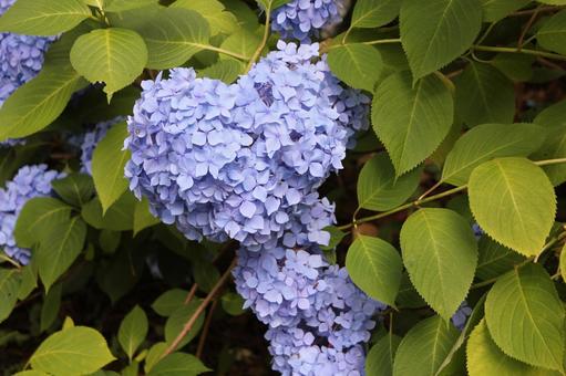 Hydrangea 136, JPG Hydrangea 136, JPG