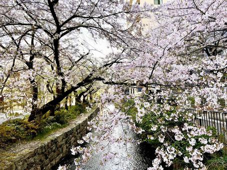 高瀬川 高瀬川 花,華,花びらの写真素材