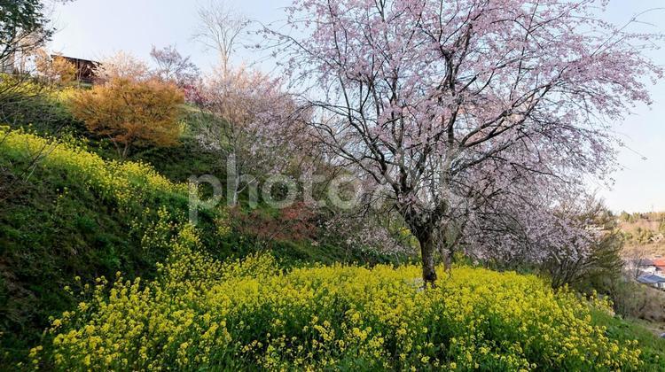菜の花とさくら 菜の花畑,菜の花,桜の写真素材
