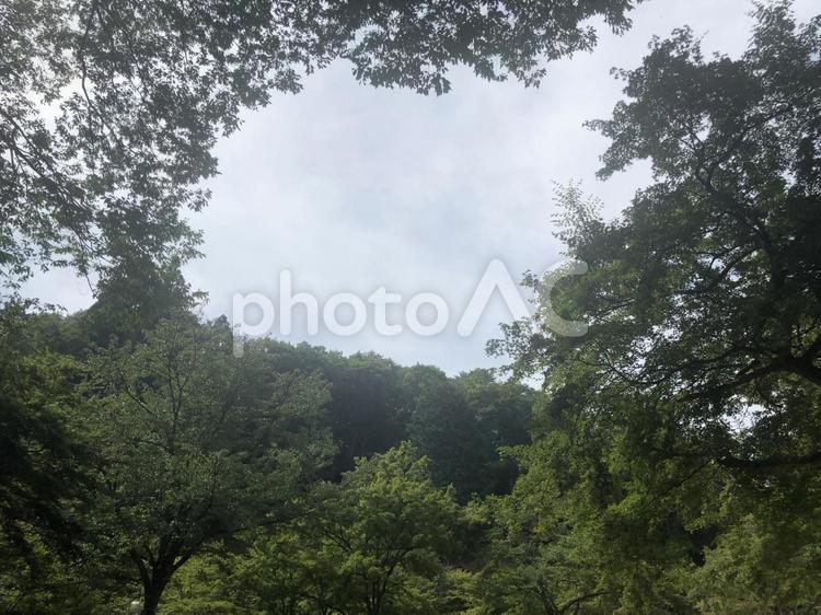 森の風景 森,森林,山の写真素材