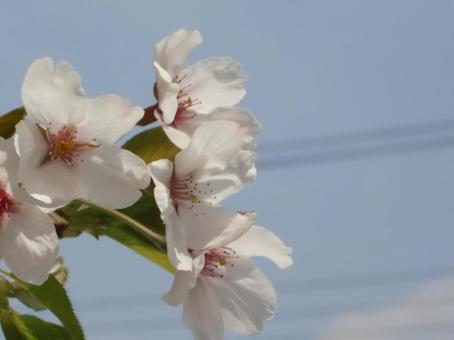 さくらのボケ背景-9 背景,ボケ,さくらの写真素材