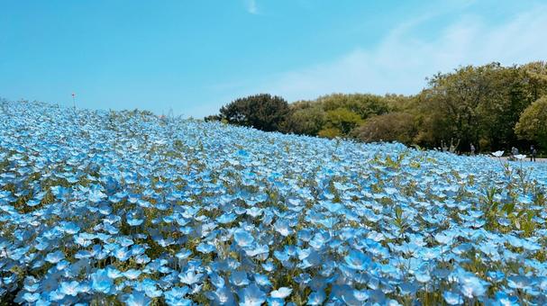 Nemophila, JPG