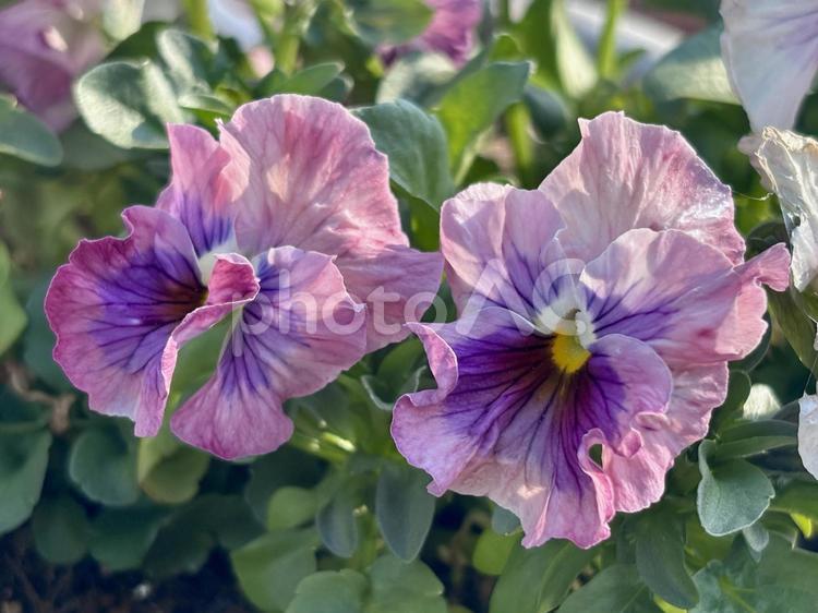 淡いピンクのフリル咲きパンジーの花 パンジー,ビオラ,花の写真素材