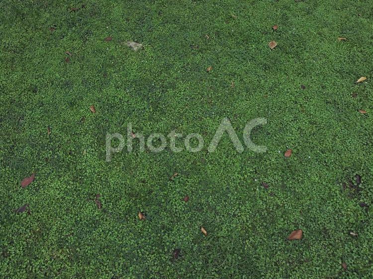 緑の絨毯 原っぱ,緑,草の写真素材