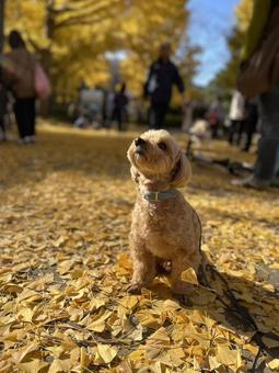 マルプー　けんけん マルプー,小型犬,ミックス犬の写真素材