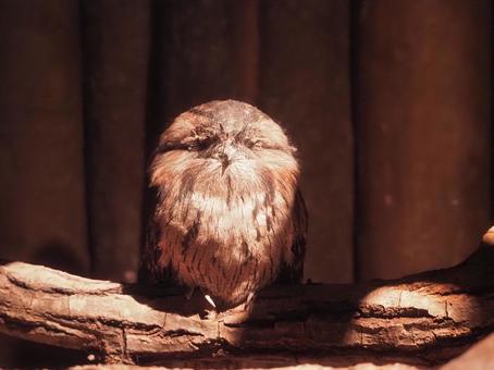 Nightjar at Tama Zoo, JPG Nightjar at Tama Zoo, JPG