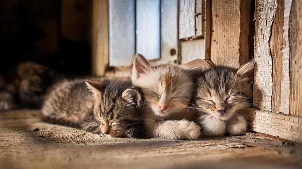 廃屋で生きる野良猫の子猫たち3 廃屋で生きる野良猫の子猫たち3の写真