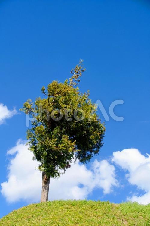 青空と丘の上の木　３ 青空,空,初夏の写真素材