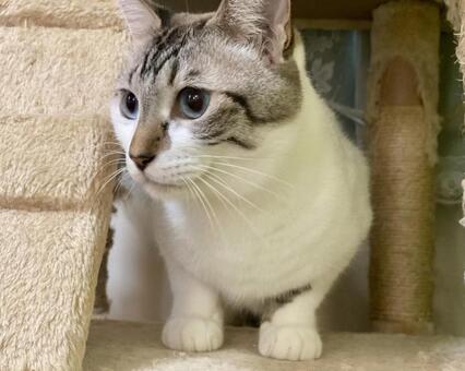 キャットタワーに乗っかるシャムミックス猫 猫,シャムトラ,アップの写真素材
