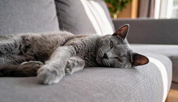 ソファでくつろぐ猫 ソファでくつろぐ猫の写真