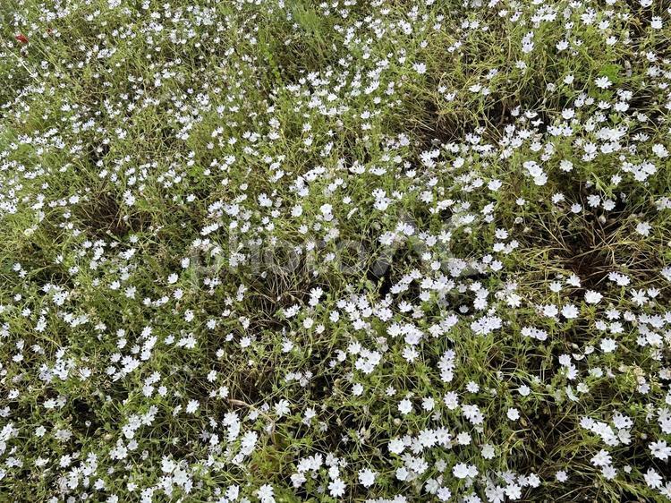 ネモフィラの花畑② 花,春の花,春の写真素材