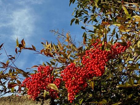 青空と赤い南天の実 冬,南天,赤い実の写真素材