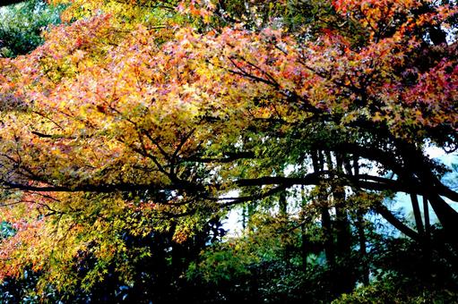 紅葉 紅葉の写真