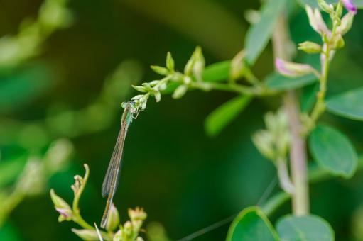 イトトンボ⑽ イトトンボ⑽の写真