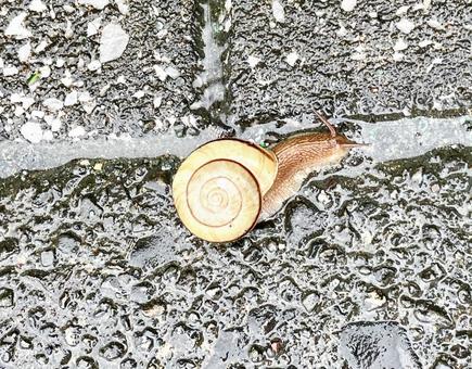 濡れた地面を歩くでんでん虫 濡れた地面を歩くでんでん虫 カタツムリ,虫,梅雨の写真素材