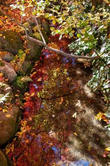 もみじ公園の秋(25) 秋,紅葉,モミジの写真素材