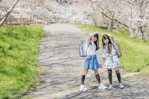 桜並木　仲良し　小学生 桜,小学生,女の子の写真素材