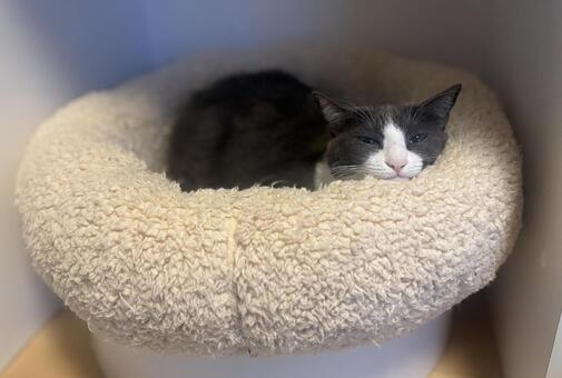 うとうとするハチワレ猫 ねこ,cat,かわいいの写真素材