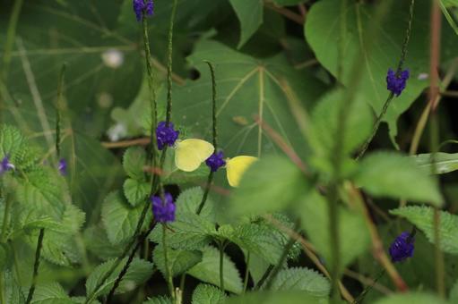 Photo, butterfly, insect, flower, 