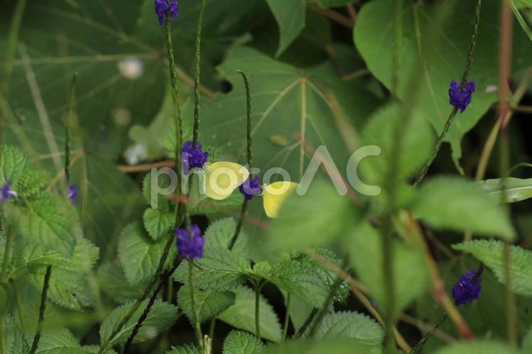 紫の花に止まるミナミキチョウ2 チョウ,ちょうちょ,虫の写真素材