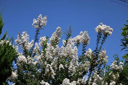 Photo, blue sky, white, petal, 