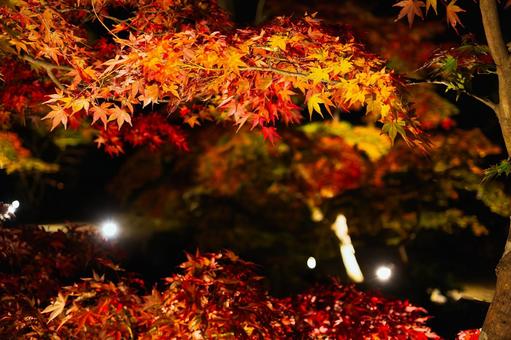 暗闇に浮かぶモミジのクローズアップ 紅葉,モミジ,カエデの写真素材