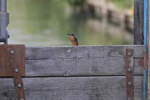 カワセミ カワセミ カワセミ,野鳥,鳥の写真素材