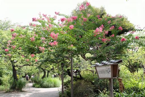 Scenery of Crape Myrtle and Monkey Slide, JPG Scenery of Crape Myrtle and Monkey Slide, JPG