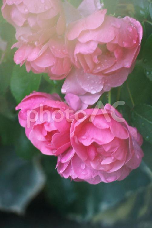雨に濡れた薔薇 ばら,バラ,薔薇の写真素材