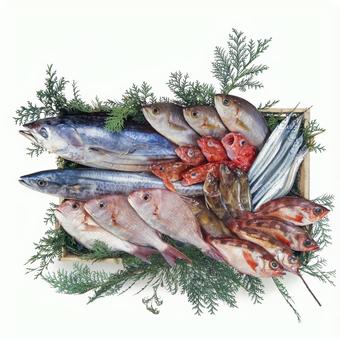 鮮魚集合 鮮魚集合 鮮魚集合,集まり,魚介類の写真素材