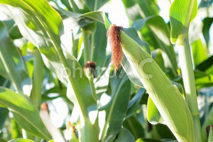 とうもろこし畑 夏の風景 オーガニック とうもろこし,トウモロコシ,とうもろこし茶の写真素材