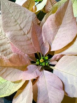 淡い色のポインセチア ポインセチア,クリスマス,花の写真素材