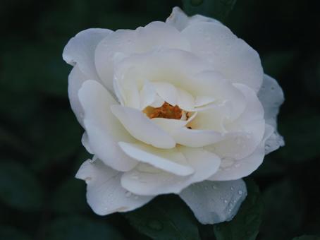 雨に濡れた白いバラ　アイスバーグ⑩ バラ,薔薇,花の写真素材