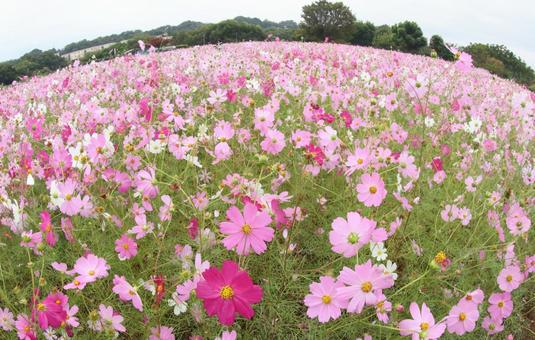 コスモス畑 コスモス,秋,10月の写真素材