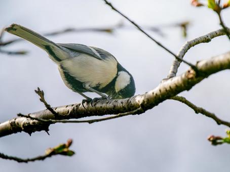 枝にとまるシジュウカラ 枝にとまるシジュウカラの写真