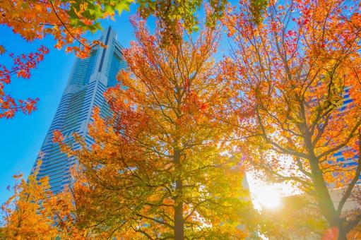 秋の青空とランドマークタワー 横浜,みなとみらい,ランドマークタワーの写真素材