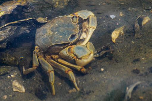 Photo, tideland, creatures, crab, 