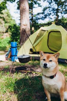 テント横で座る犬の写真