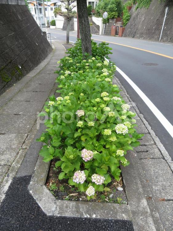 歩道脇の花壇に咲き始めたアジサイ アジサイ,花,植物の写真素材