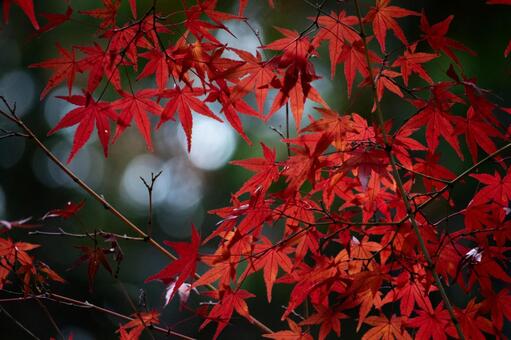 紅葉 植物,紅葉,もみじの写真素材