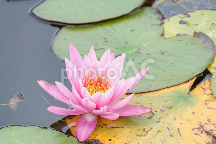 水面に咲くピンクの睡蓮 睡蓮,植物,花の写真素材