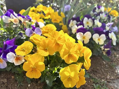 黄色いパンジーの写真