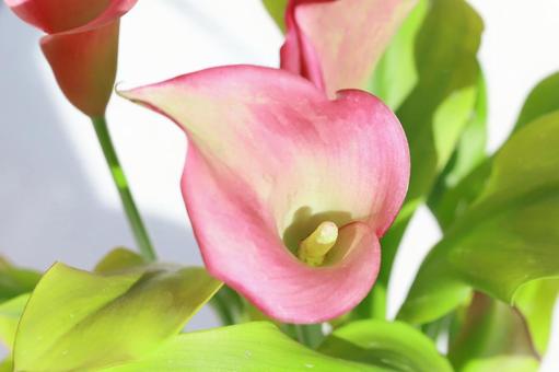 かーらーの花 かーらーの花の写真