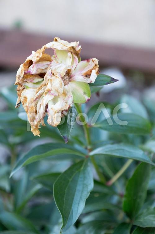 枯れそうな花 時代の終わり,花,枯れそうな花の写真素材