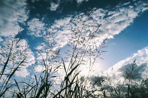 盛夏 盛夏の写真